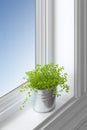 Green plant on a window sill Royalty Free Stock Photo