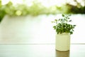 Green plant on a wooden desk Royalty Free Stock Photo