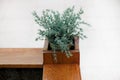 Green plant in a wooden pot on a white background