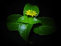 Green plant with yellow flower blackbackground close-up macro leaves