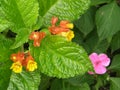 Green plant with yellow orange flowers