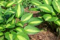 Hosta striptease Royalty Free Stock Photo