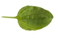 Green plantain grass Plantago lanceolata, narrow-leaved plantain isolated on a white background. Plantain is a natural