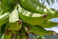 Close up of green bananas on bright sunny day Royalty Free Stock Photo