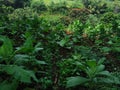 Green plantation landscape with some growing plants