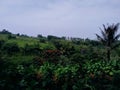 Green plantation landscape with some growing plants