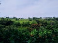 Green plantation landscape with some growing plants