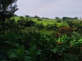 Green plantation landscape with some growing plants