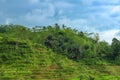 Green plantation of trees and plants on a rolling hillside in a tropical environment. Green paddy fields and blue sky Royalty Free Stock Photo