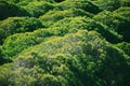 Green Plantations on the Seashore of Bolonia, Spain