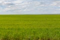 green planted field with agricultural crops, green background with blue sky, rural not urban