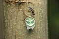 Green planthopper and ant, Paropioxys species,Satara, Maharashtra,