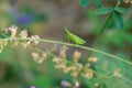 green planthopper