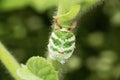 Green planthopper, Paropioxys species,Satara, Maharashtra