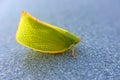 Green Planthopper