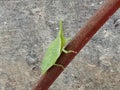 Green planthoppers or Nephotettix virescens are plant pests that disturb farmers& x27; crops in gardens.