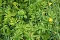 Green plants Royalty Free Stock Photo