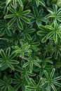 green plants Alchemilla alpina