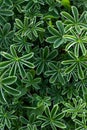 green plants Alchemilla alpina Royalty Free Stock Photo