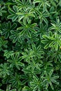 green plants Alchemilla alpina Royalty Free Stock Photo