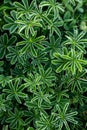 green plants Alchemilla alpina Royalty Free Stock Photo