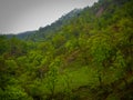 Green plants all around the mountains in kashmir india. Green trees on the mountain