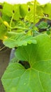 Green plants around the house2 Royalty Free Stock Photo