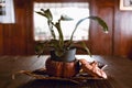 Green plants in artistic clay pots on wooden table Royalty Free Stock Photo