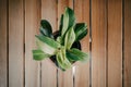 Green plants in artistic clay pots on wooden table Royalty Free Stock Photo