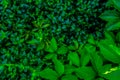 Background from green juicy young leaves of plants Royalty Free Stock Photo