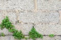 Green plants on the background of a gray stone wall Royalty Free Stock Photo