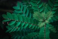 Top View of Green Leaf Shoots.