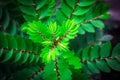 Top View of Green Leaf Shoots.