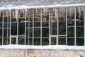 Green plants behind glass wall of old greenhouse or orangery in winter botanical garden. Wintertime Royalty Free Stock Photo