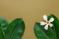 Green plants with big leaves white tropical flower on earthy brown background. Natural eco organic cosmetics spa wellness