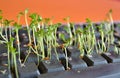 Green plants between black keys in a computer keyboard