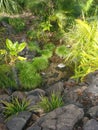 Green plants, black rocks, gully