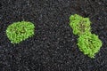 Green plants on black volcanic sand in Iceland Royalty Free Stock Photo