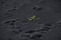 Green plants on black volcanic sand in Iceland Royalty Free Stock Photo