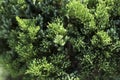 Green plants with blurry background Royalty Free Stock Photo