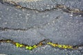 Green plants breaks through crack in asphalt. Sign of thirst, craving for life Royalty Free Stock Photo