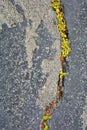 Green plants breaks through crack in asphalt. Sign of thirst, craving for life Royalty Free Stock Photo