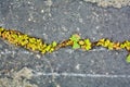 Green plants breaks through crack in asphalt. Sign of thirst, craving for life Royalty Free Stock Photo