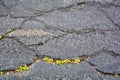 Green plants breaks through crack in asphalt. Sign of thirst, craving for life Royalty Free Stock Photo