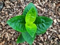 Green plants on brown ground covered by empty peanuts