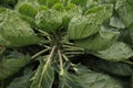 Green plants with brussel sprouts on a farmland