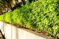 Green Plants Bush Aline Morning Daylight Shoot Royalty Free Stock Photo