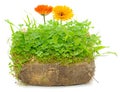 Green Plants and Calendula Flowers in Soil