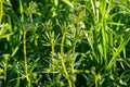 Green plants called galium album leaves