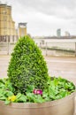 The green plants at canary wharf london which has been designed